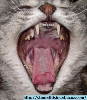 Healthy oral cavity in cats. Gums and other organs of the mouth has pale pink color, with no changes.