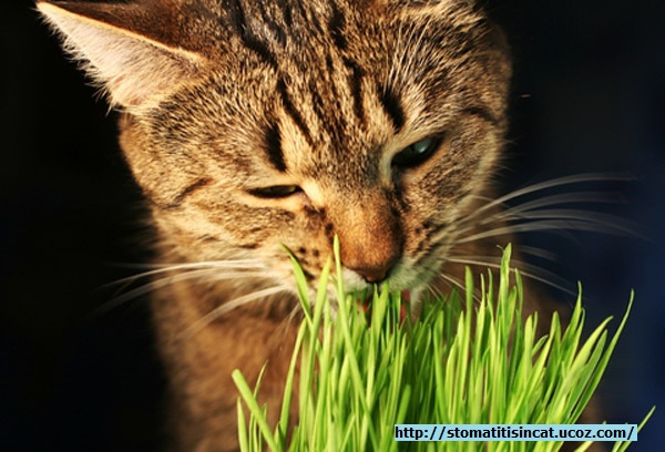 Preventing Stomatitis In Cats