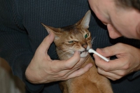 Other methods of home care for cat's teeth
