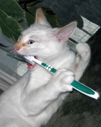 How to Brush Your Cat's Teeth