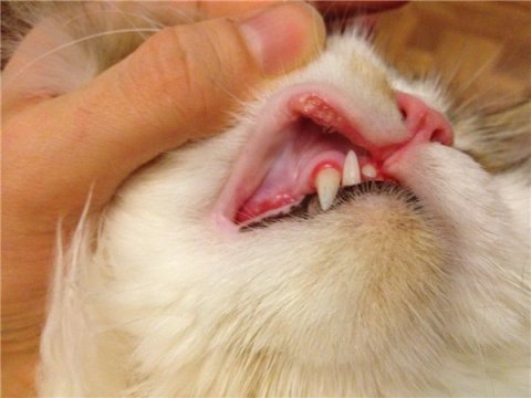 Gingivitis in Cats