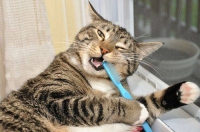 How to Brush Your Cat's Teeth