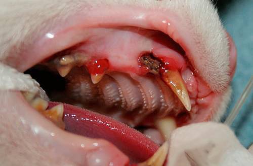 Autoimmune stomatitis in a cat