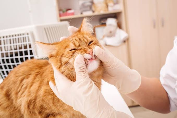 Examination of the cat's oral cavity by a veterinarian. Methods of Diagnosing Autoimmune Stomatitis in Cats