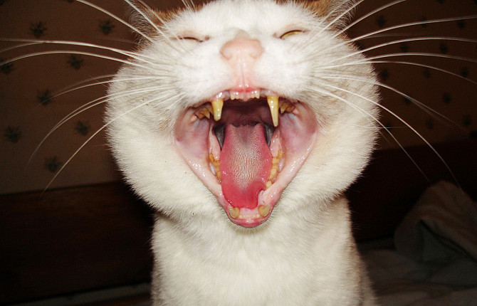 What Is Feline Stomatitis?