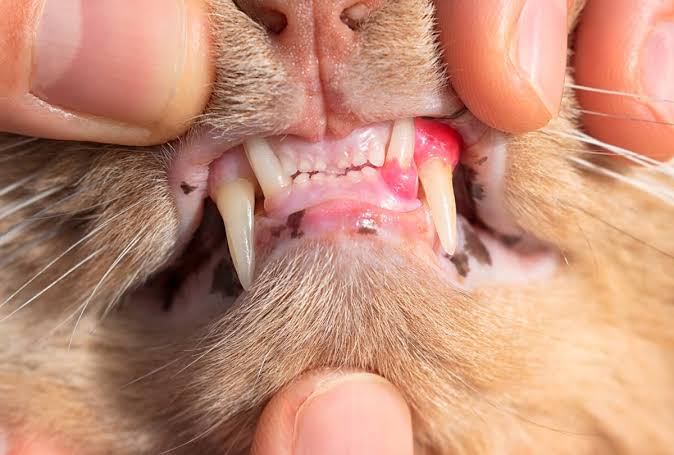 Dental Gingivitis in Cats