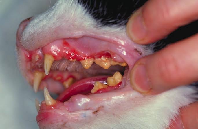 Plasmacytic-Lymphocytic Gingivitis in Cats