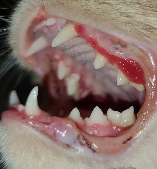 Juvenile Gingivitis in Cats