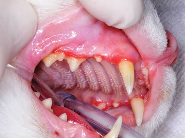 Chronic Ulcerative Gingivitis in Cats
