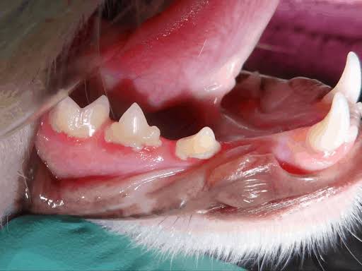 Hyperplastic Gingivitis in Cats
