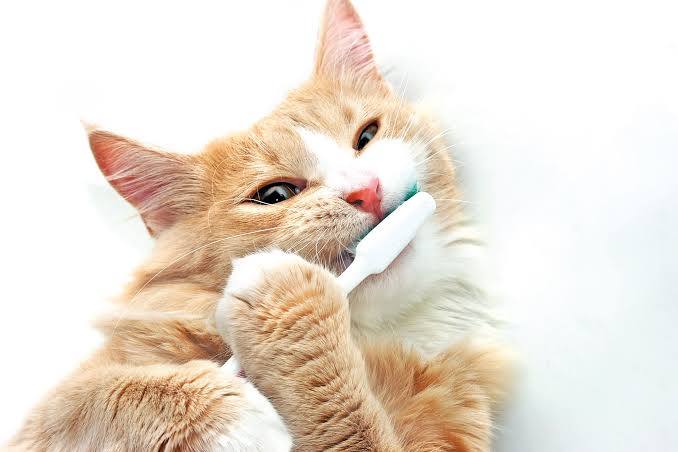Cat Brushing Teeth with Toothbrush