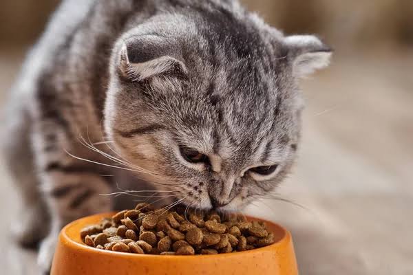 Dietary Recommendations for Cats with Gingivitis, grey cat eating