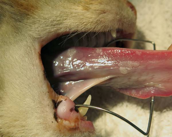 Feline viral papillomatosis
