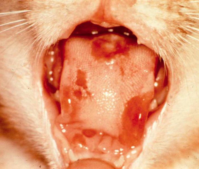 Gangrenous stomatitis in a cat