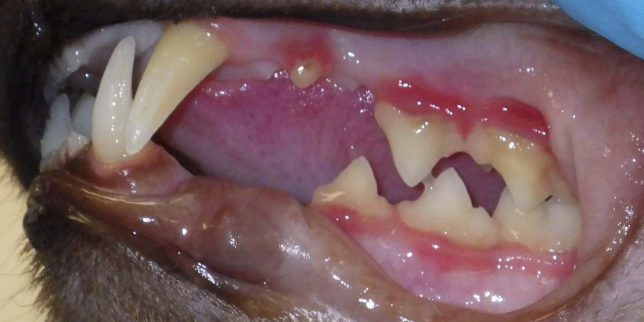 Feline stomatitis - symptoms