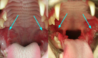 Symptoms of ulcerative stomatitis in cat