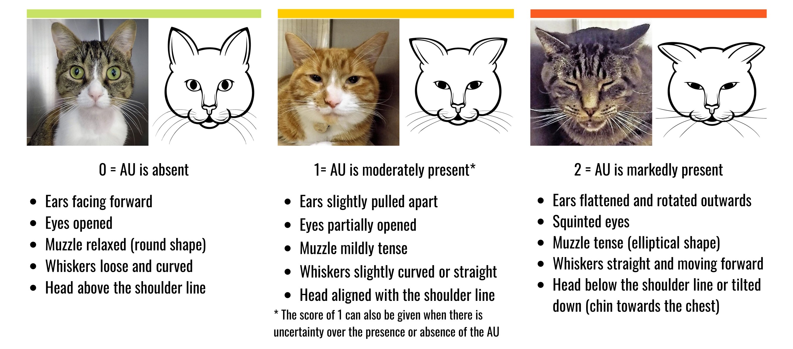 Check if your cat is in pain