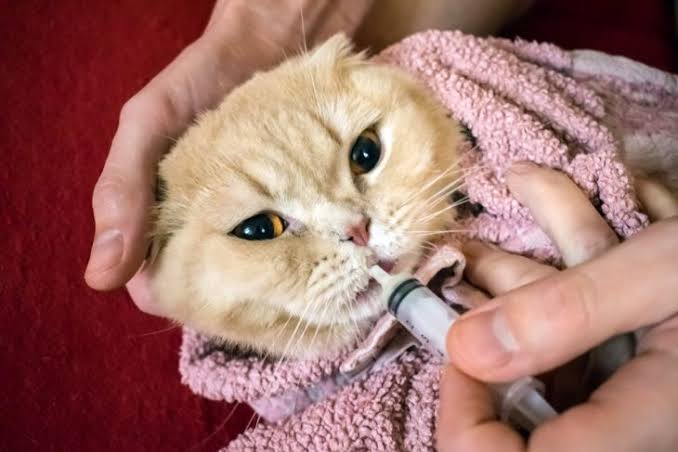 Feeding cat with gingivitis